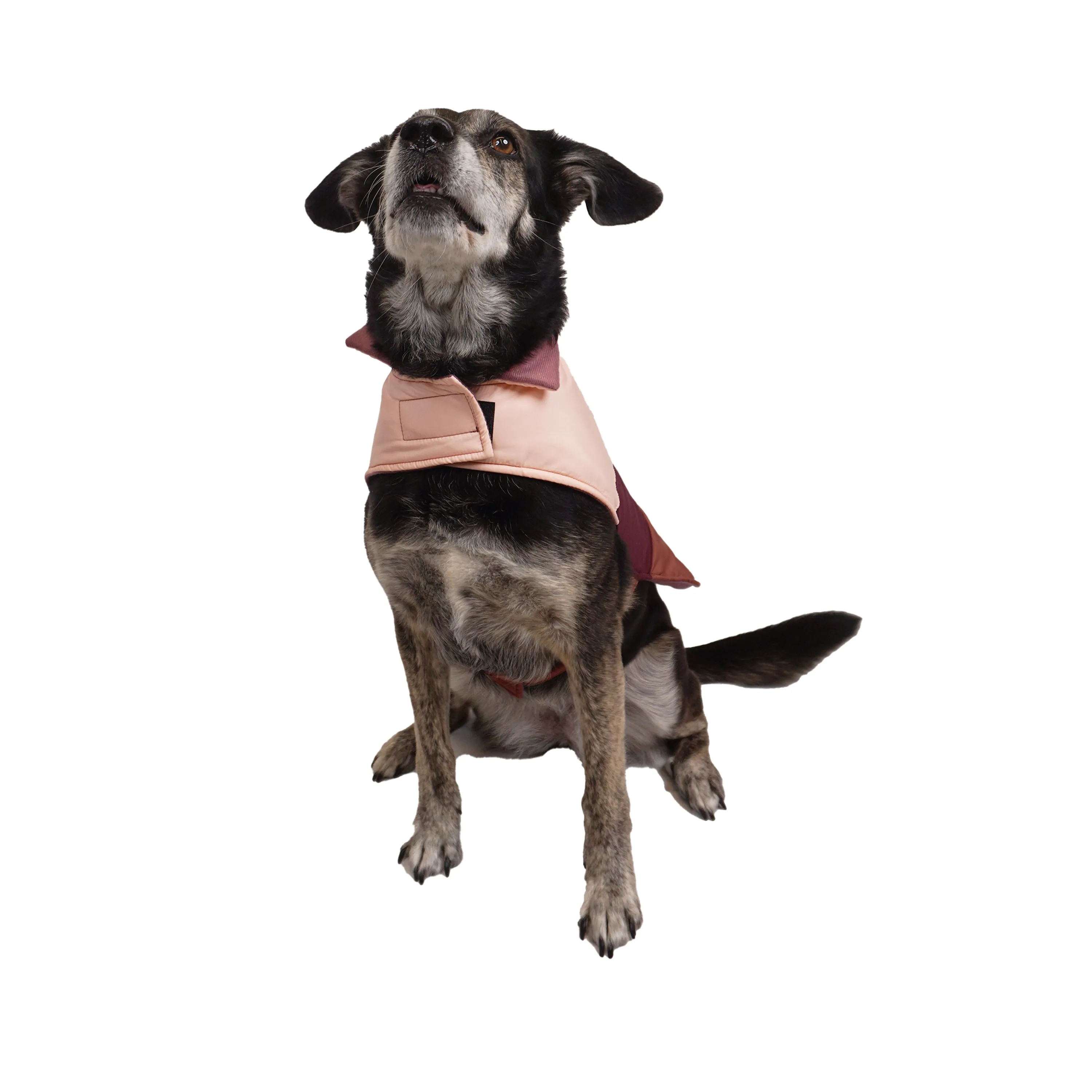 Celebrations Girls Dog Puffer Coat